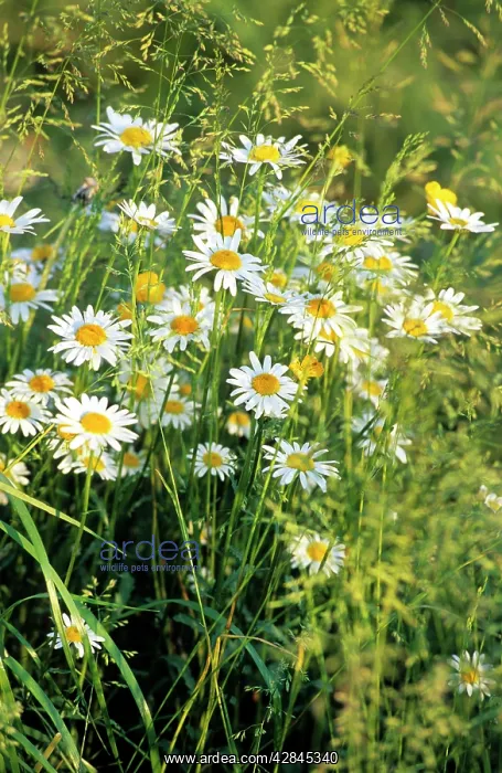 : Oxeye Daisy field : Oxeye Daisy field