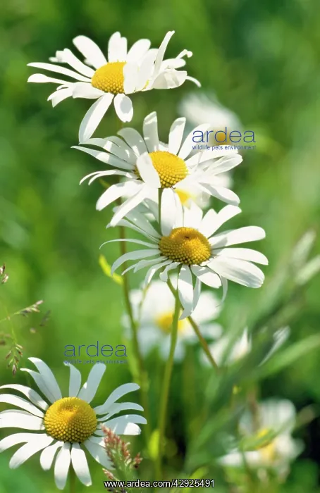 : OXEYE DAISY - Margerite, many flowers in view : OXEYE DAISY - Margerite, many flowers in view