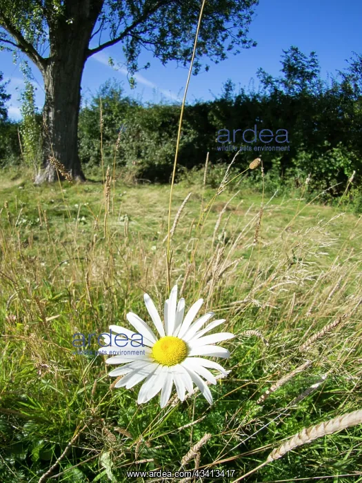 : Oxeye Daisy in meadow - UK : Oxeye Daisy in meadow - UK