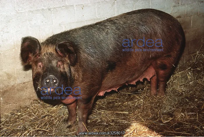 : Oxford PIG - Sandy and Black : Oxford PIG - Sandy and Black