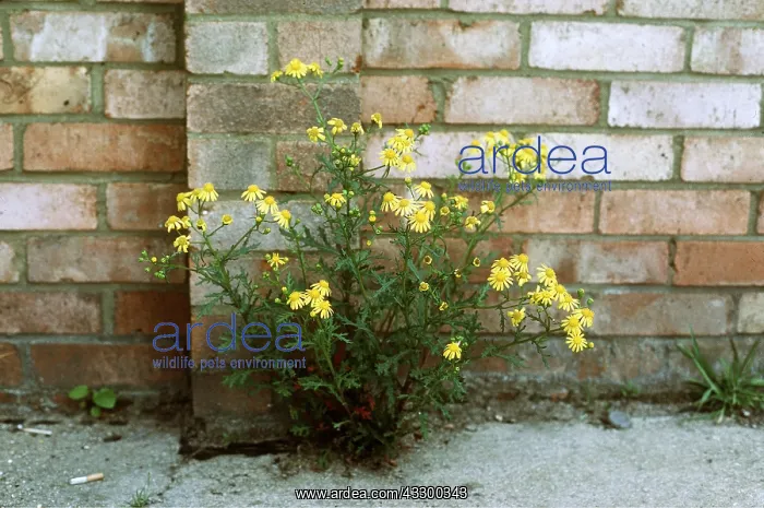 : OXFORD RAGWORT : OXFORD RAGWORT