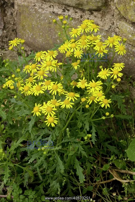 : Oxford ragwort - a widespread naturalised weed : Oxford ragwort - a widespread naturalised weed