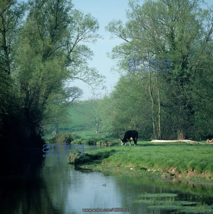 : Oxfordshire river with steer : Oxfordshire river with steer