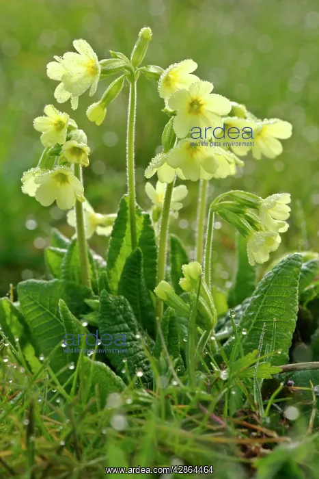 : Oxlip - in full bloom covered in dew at an early : Oxlip - in full bloom covered in dew at an early