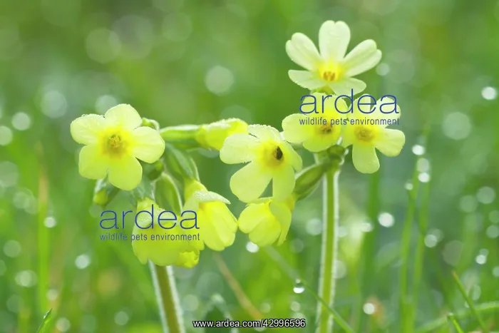 : Oxlip - blossom of a single Oxlip with dew on a : Oxlip - blossom of a single Oxlip with dew on a