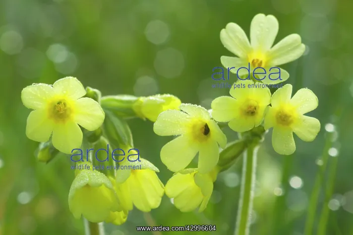 : Oxlip - blossom of a single Oxlip with dew on a : Oxlip - blossom of a single Oxlip with dew on a