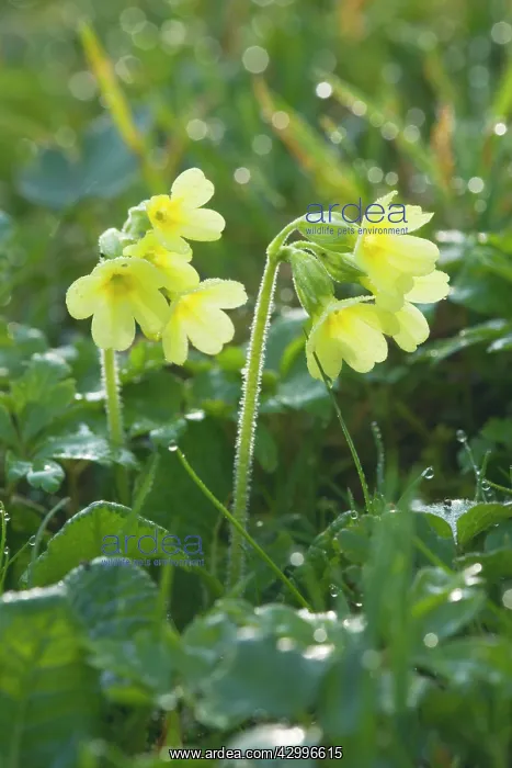 : Oxlip - blossom of a single Oxlip with dew on a : Oxlip - blossom of a single Oxlip with dew on a