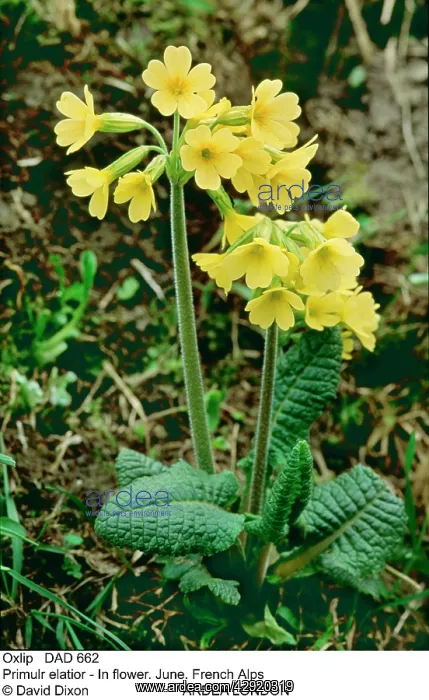 : Oxlip - in flower : Oxlip - in flower