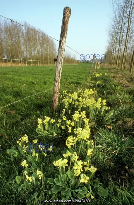 : Oxlip in meadow : Oxlip in meadow