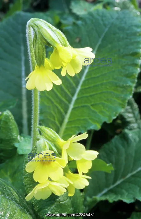  : Oxlip (Primula elatior)