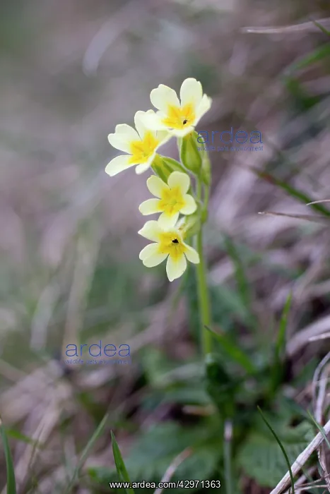  : Oxlip (Primula elatior). Pyrenees - Spain