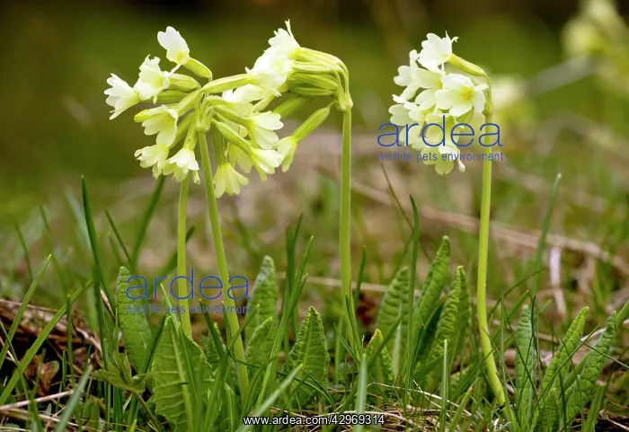 : Oxlip or True Oxlip - in flower in high alpine pastures : Oxlip or True Oxlip - in flower in high alpine pastures