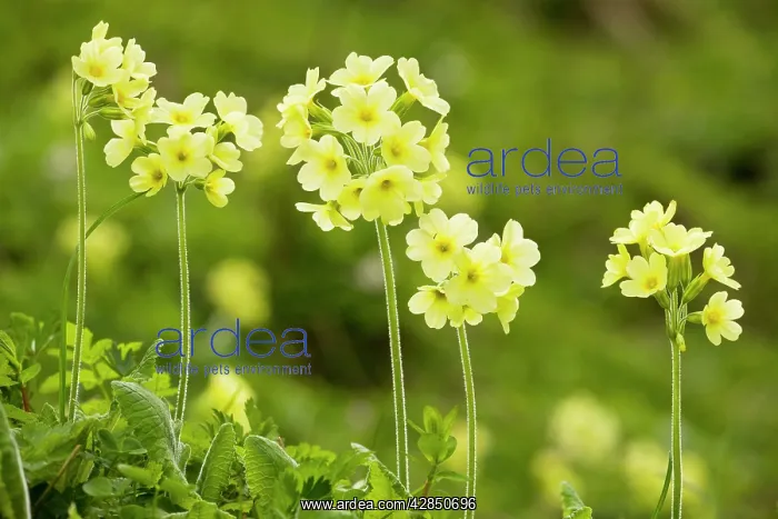 : Oxlips - in mountain pastures : Oxlips - in mountain pastures