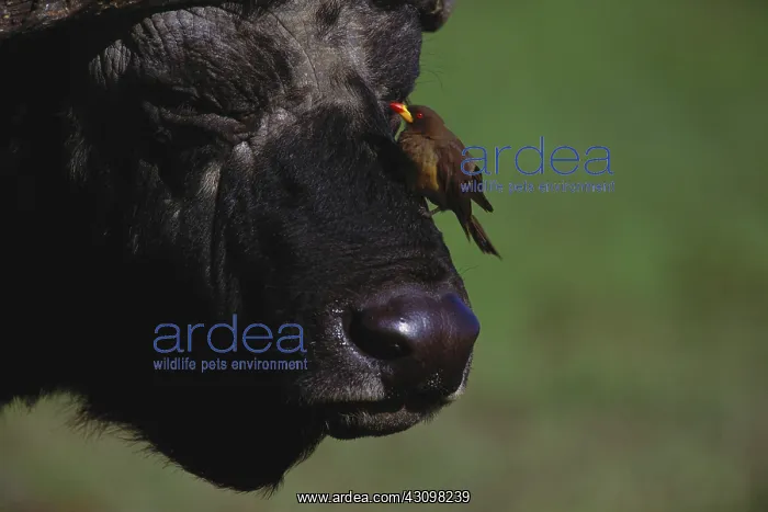 : Oxpecker on African Buffalo : Oxpecker on African Buffalo