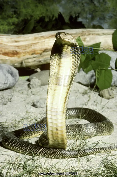 : Oxus Cobra : Oxus Cobra