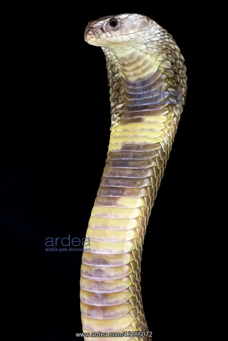 : Oxus cobra (Naja oxiana), Turkmenistan : Oxus cobra (Naja oxiana), Turkmenistan