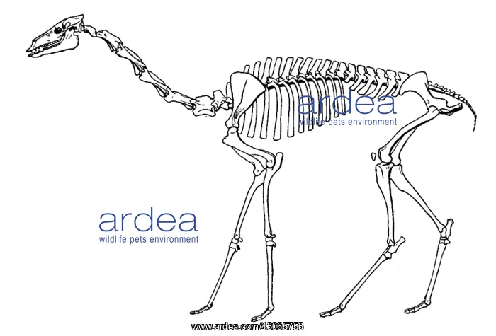 : Oxydactylus, Cenozoic Mammal : Oxydactylus, Cenozoic Mammal