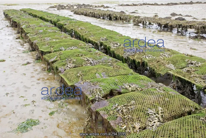 : Oyster beds at low tide : Oyster beds at low tide