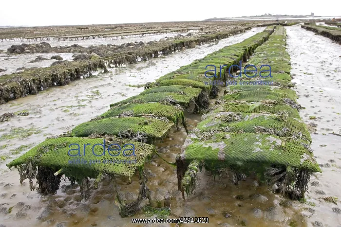 : Oyster beds at low tide : Oyster beds at low tide
