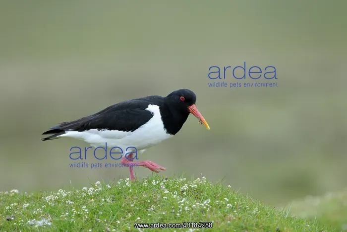 : Oyster Catcher : Oyster Catcher