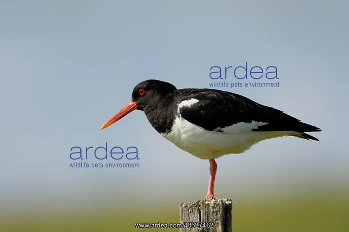 : Oyster catcher : Oyster catcher