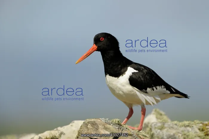 : Oyster catcher : Oyster catcher