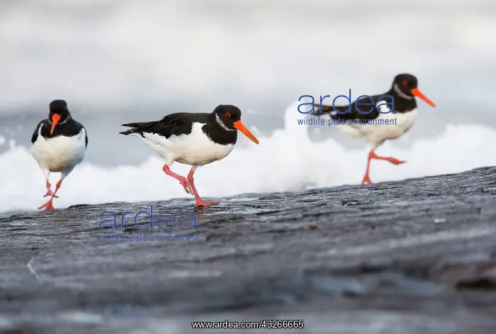 : Oyster Catcher, three birds on rocky coastline : Oyster Catcher, three birds on rocky coastline