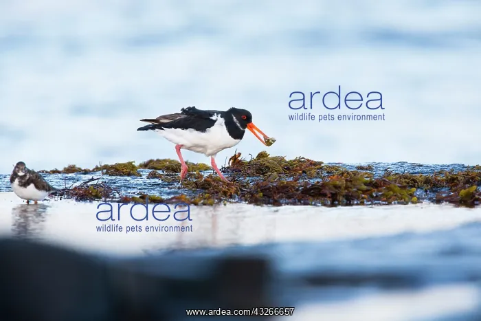 : Oyster Catcher, carrying Common Limpet (Patella : Oyster Catcher, carrying Common Limpet (Patella