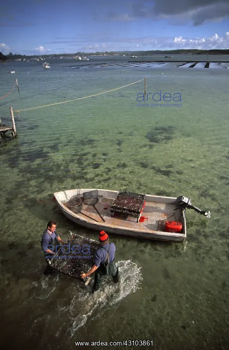 : Oyster Farming : Oyster Farming
