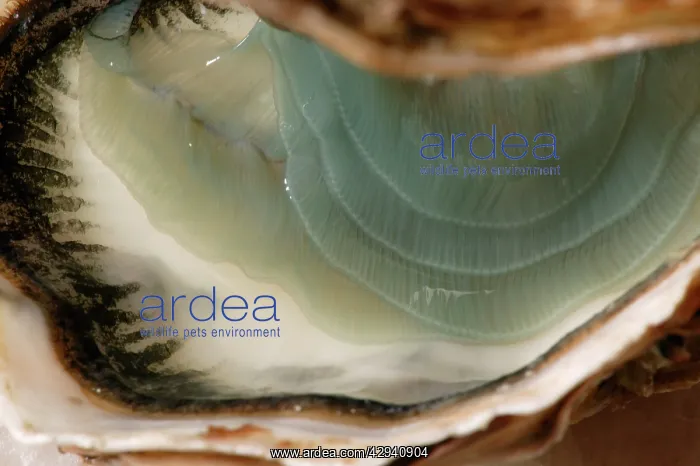 : oyster - fine de claire' opened : oyster - fine de claire' opened