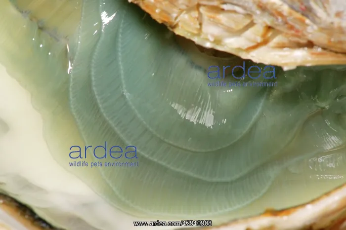 : Oyster - fine de claire' opened : Oyster - fine de claire' opened