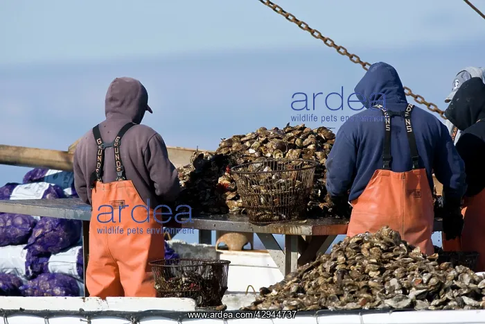 : Oyster fishing on Long Island Sound off of Norwalk : Oyster fishing on Long Island Sound off of Norwalk