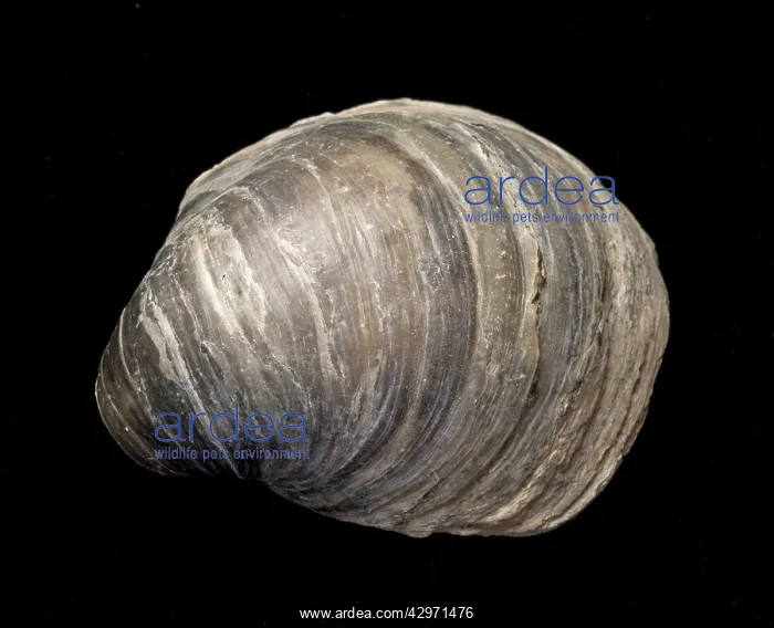 : Oyster Fossil : Oyster Fossil