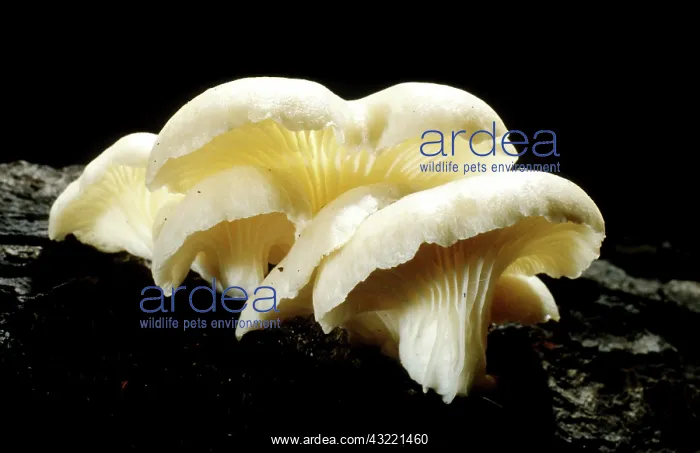 : Oyster Mushroom : Oyster Mushroom