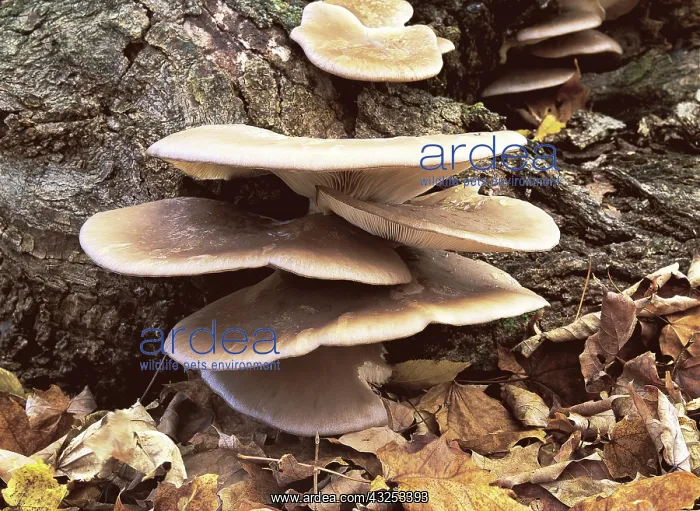 : Oyster mushroom : Oyster mushroom