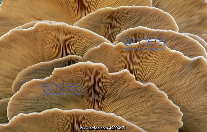 : Oyster Mushroom - detailed study of Fungi gills : Oyster Mushroom - detailed study of Fungi gills