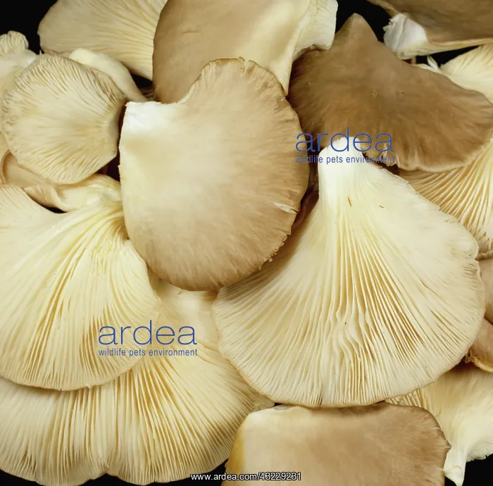 : Oyster mushroom (Pleurotus ostreatus) : Oyster mushroom (Pleurotus ostreatus)