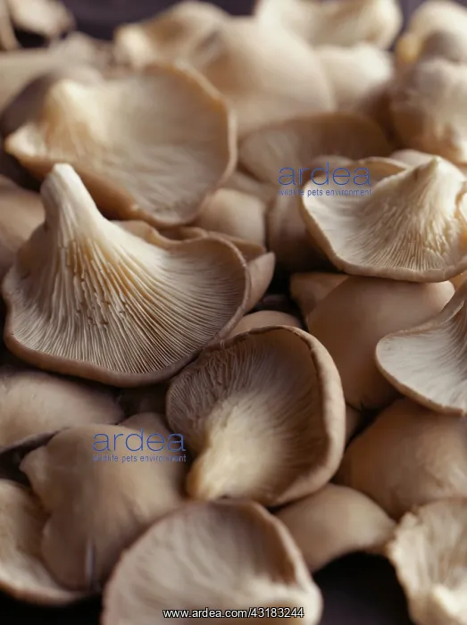 : Oyster mushroom, Pleurotus ostreatus, Top view of : Oyster mushroom, Pleurotus ostreatus, Top view of