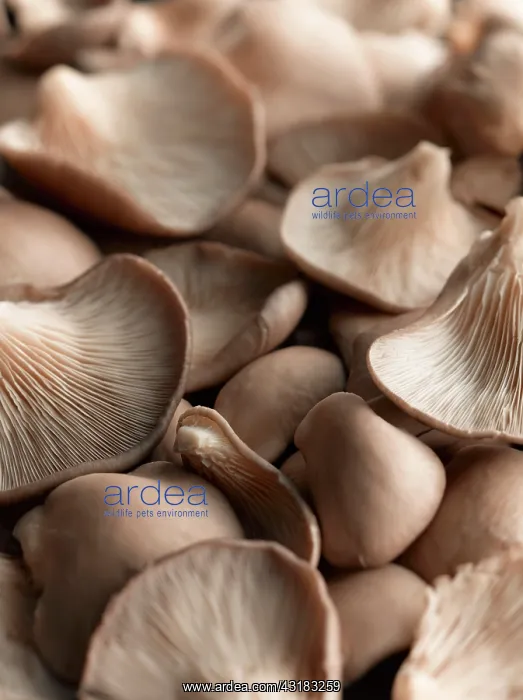 : Oyster mushroom, Pleurotus ostreatus, Top view of : Oyster mushroom, Pleurotus ostreatus, Top view of