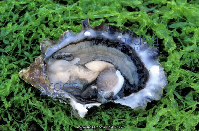  : Oyster - opened