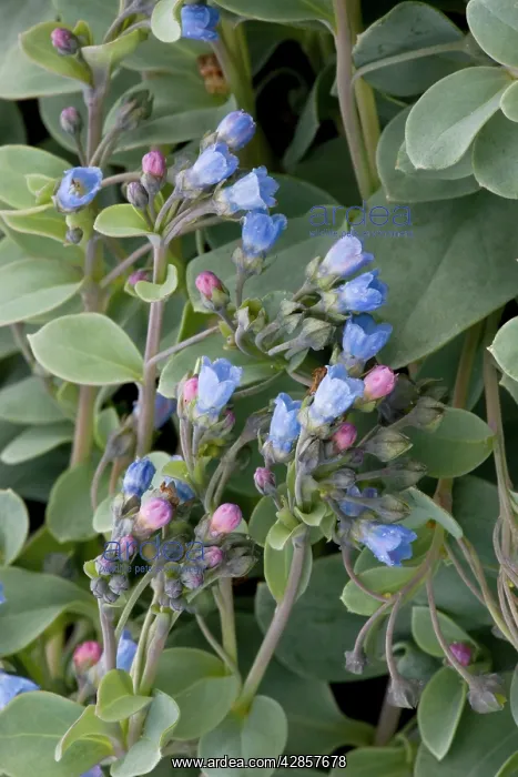 : Oyster plant growing on strandline : Oyster plant growing on strandline