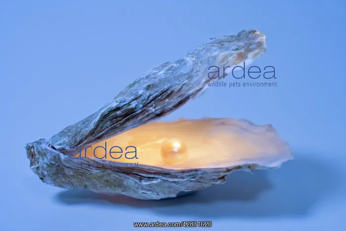  : Oyster Shell