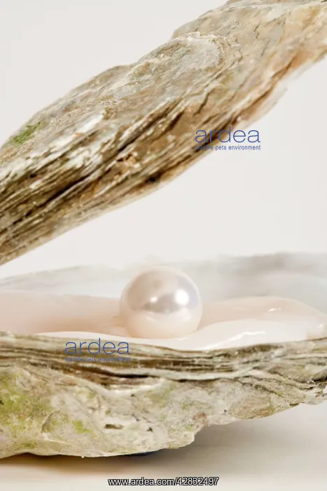  : Oyster Shell