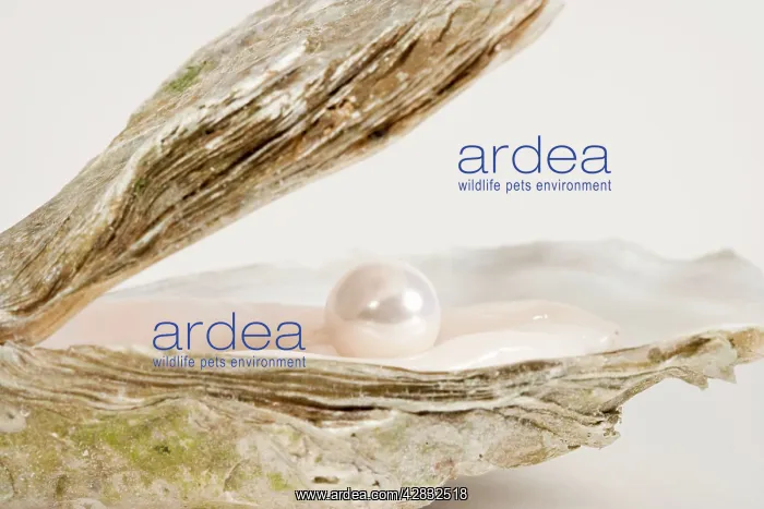 : Oyster Shell