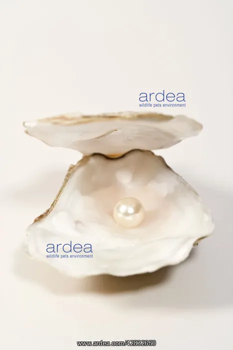  : Oyster Shell
