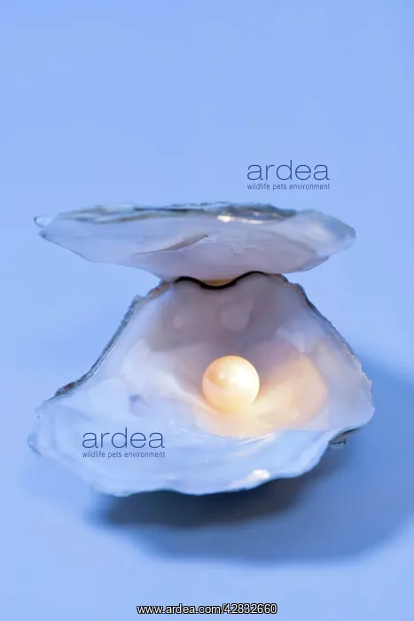  : Oyster Shell