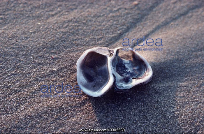 : OYSTER SHELL : OYSTER SHELL