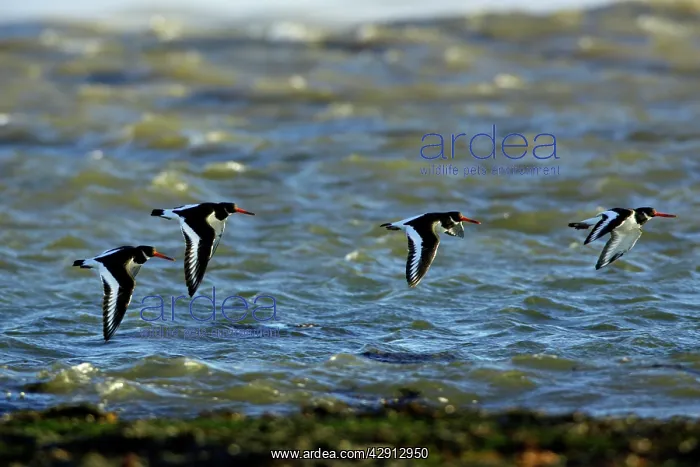 : Oystercatcher - 4 birds flying over sea : Oystercatcher - 4 birds flying over sea