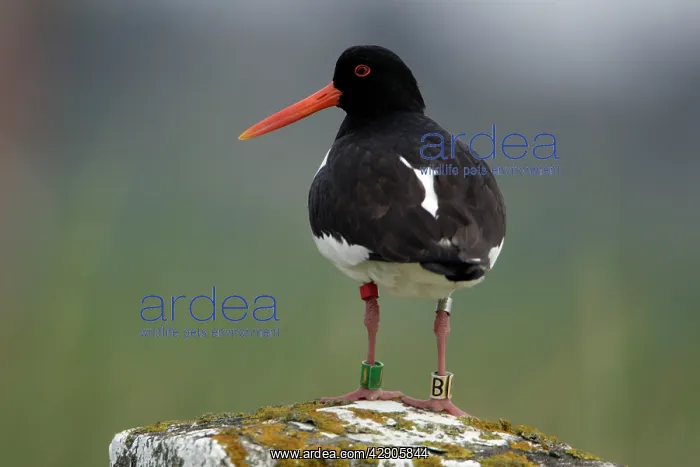 : Oystercatcher - With 4 rings on legs : Oystercatcher - With 4 rings on legs