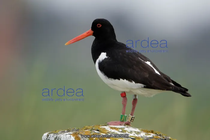 : Oystercatcher - With 4 rings on legs : Oystercatcher - With 4 rings on legs